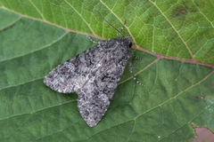 Kålfly (Mamestra brassicae)