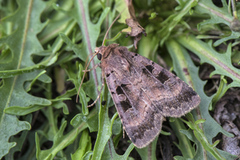 Fiolettbrunt bakkefly (Xestia stigmatica)