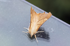 Askeflikmåler (Ennomos fuscantaria)