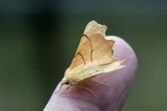 Oreflikmåler (Ennomos alniaria)