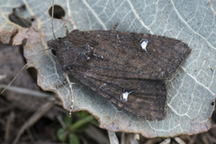 Grasengfly (Mesapamea)