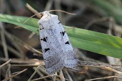 Grått kilefly (Eugnorisma glareosa)