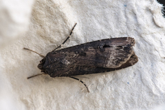 Langvingejordfly (Agrotis ipsilon)