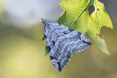 Stor perikummåler (Aplocera plagiata)