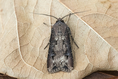 Langvingejordfly (Agrotis ipsilon)