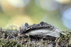 Seljetannspinner (Pheosia tremula)