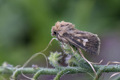 Gressmarkfly (Cerapteryx graminis)