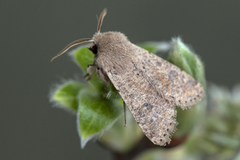 Lite seljefly (Orthosia cruda)