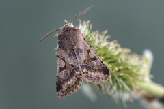 Buemerket seljefly (Orthosia gothica)