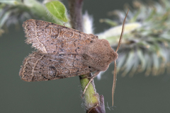 Tverrlinjet seljefly (Orthosia cerasi)