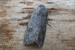 Plettseljefly (Orthosia populeti)