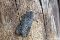 Plettseljefly (Orthosia populeti)