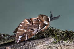 Vårspinner (Endromis versicolora)