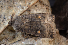 Bølgefly (Eupsilia transversa)