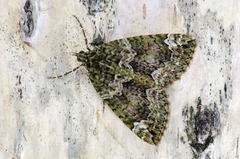 Lys irrmåler (Chloroclysta miata)