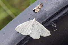 Ribbemåler (Siona lineata)