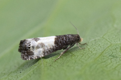 Hagerosevikler (Notocelia cynosbatella)