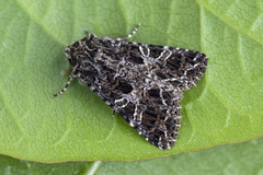 Mørkt nellikfly (Hadena bicruris)