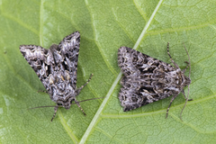 Gulflekkfly (Hada plebeja)