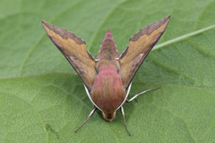 Liten snabelsvermer (Deilephila porcellus)