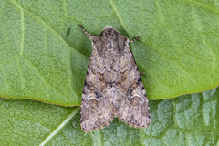 Åkerengfly (Apamea sordens)