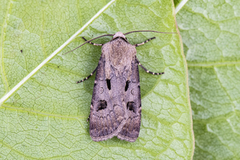 Åkerjordfly (Agrotis exclamationis)