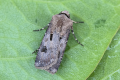 Åkerjordfly (Agrotis exclamationis)