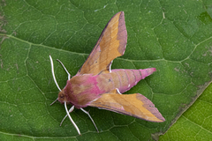 Liten snabelsvermer (Deilephila porcellus)