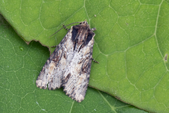 Kileengfly (Apamea crenata)