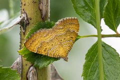 Gullmåler (Camptogramma bilineata)