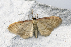 Strandengmåler (Idaea humiliata)