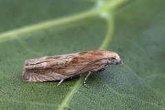 Tistelengvikler (Eucosma cana)