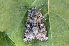 Gulflekkfly (Hada plebeja)