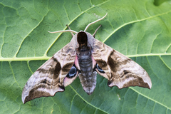 Kveldpåfugløye (Smerinthus ocellata)
