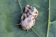 Båndringspinner (Malacosoma castrensis)