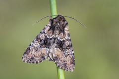 Skogengfly (Apamea illyria)