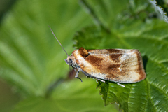 Skumringsvikler (Eulia ministrana)