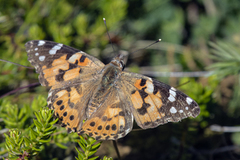 Tistelsommerfugl (Vanessa cardui)