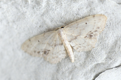 Flekkengmåler (Idaea dimidiata)