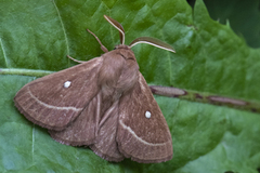 Kløverspinner (Lasiocampa trifolii)