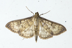 Kjempeengmott (Patania ruralis)