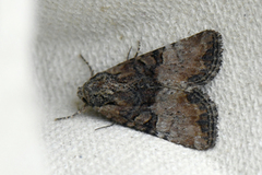 Spinkelt engfly (Mesoligia furuncula)