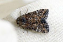 Spinkelt engfly (Mesoligia furuncula)