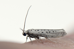 Smørbukkspinnmøll (Yponomeuta sedella)