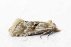 Knoppurtpraktvikler (Cochylimorpha alternana)