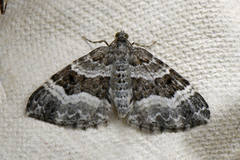 Grå mauremåler (Epirrhoe alternata)