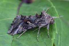 Gammafly (Autographa gamma)