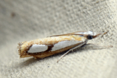 Toflekket nebbmott (Catoptria pinella)