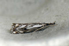 Klippenebbmott (Catoptria falsella)