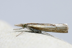 Gul nebbmott (Agriphila inquinatella)